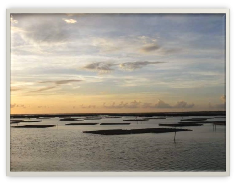 東石外傘頂洲 吳勝良攝影